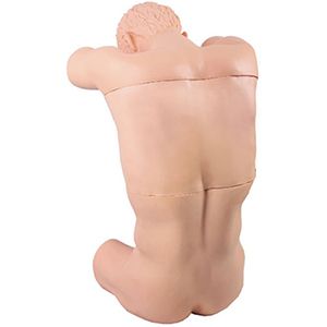 Cavum Thoracis（back）Puncture Training Manikin